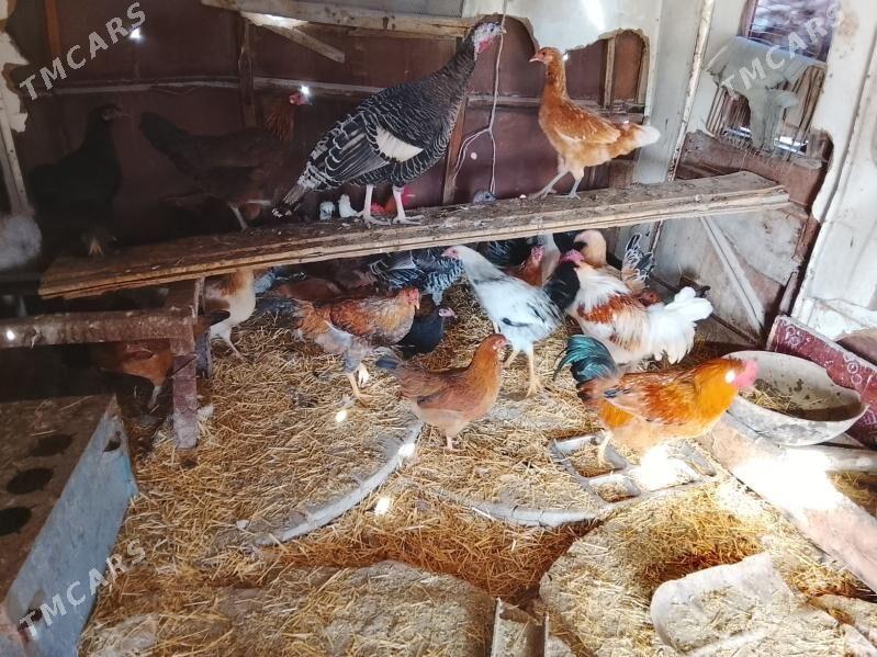 towuk - Bereket - img 2