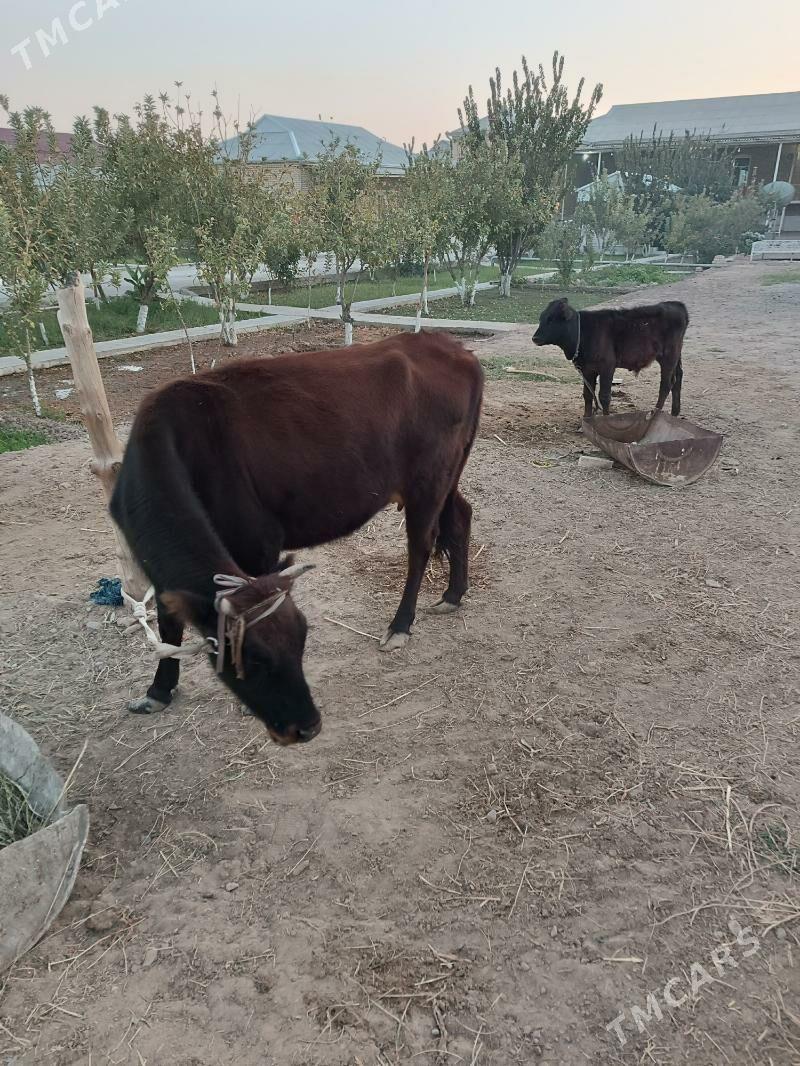 голели сыгыр - Mary - img 5