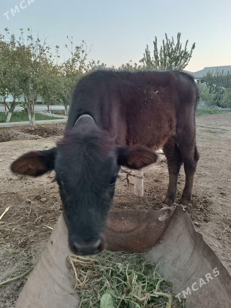 голели сыгыр - Mary - img 3