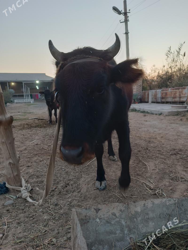 голели сыгыр - Mary - img 2