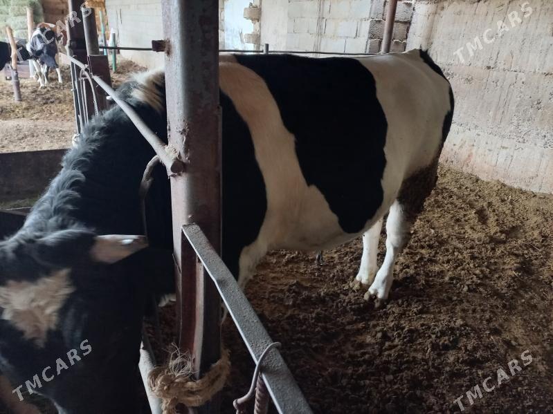 öküz - Änew - img 2