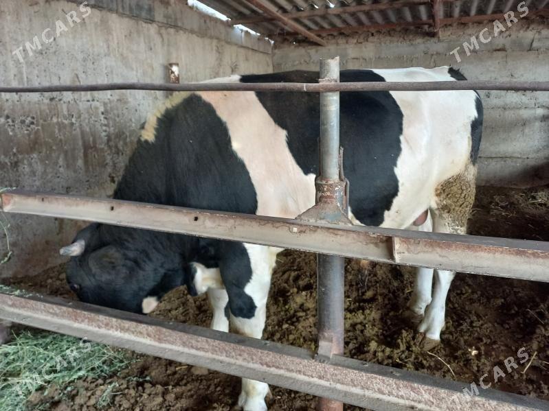 öküz - Änew - img 5