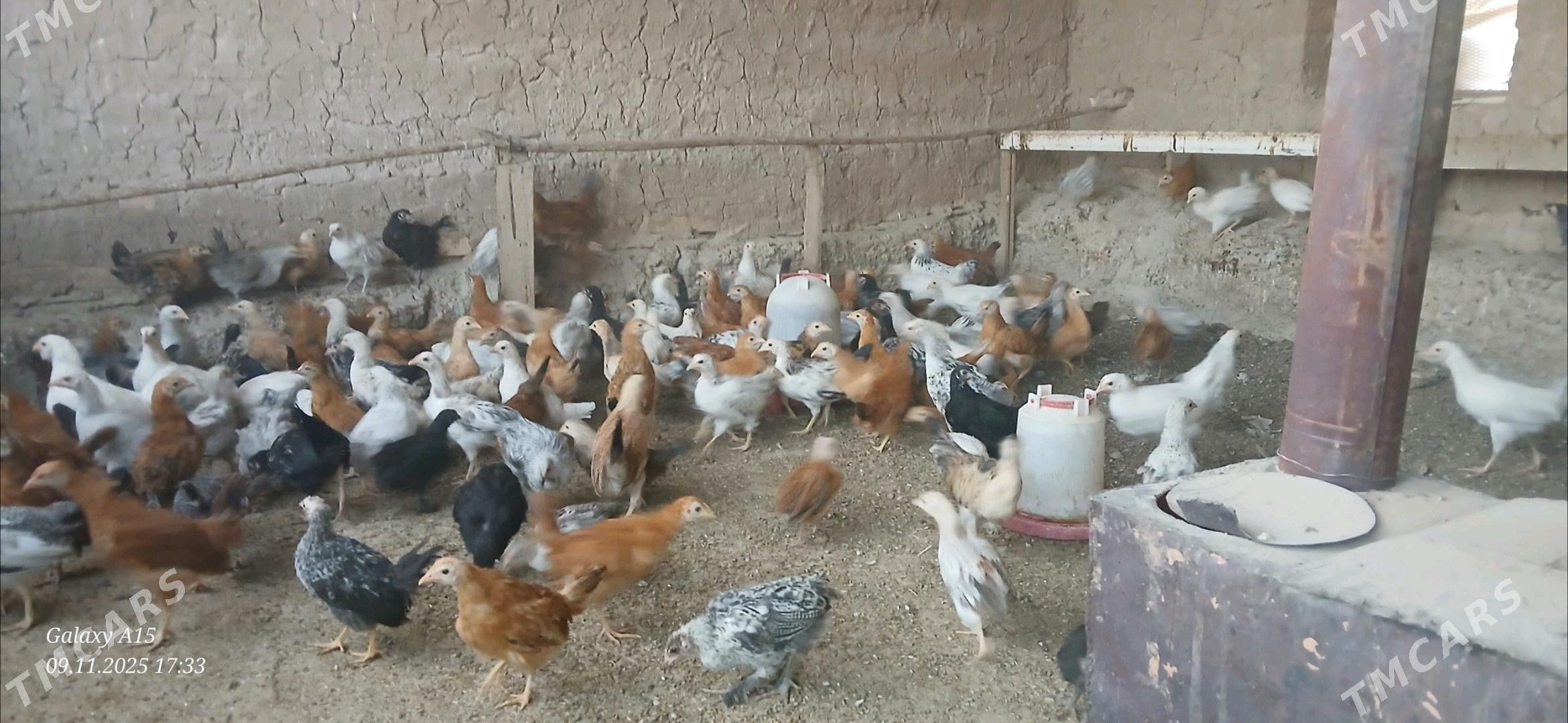 juje - Babadaýhan - img 5