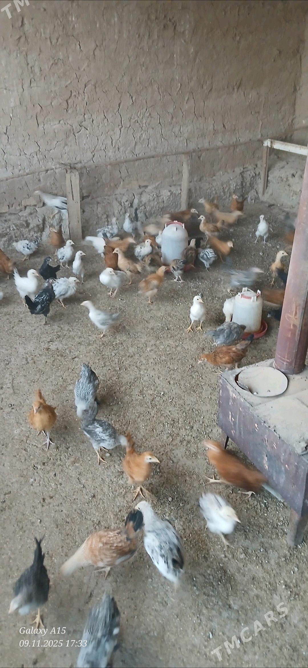 juje - Babadaýhan - img 3