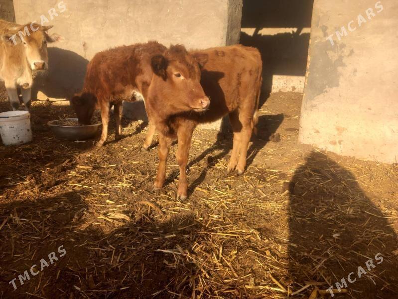 gole - Мары - img 2