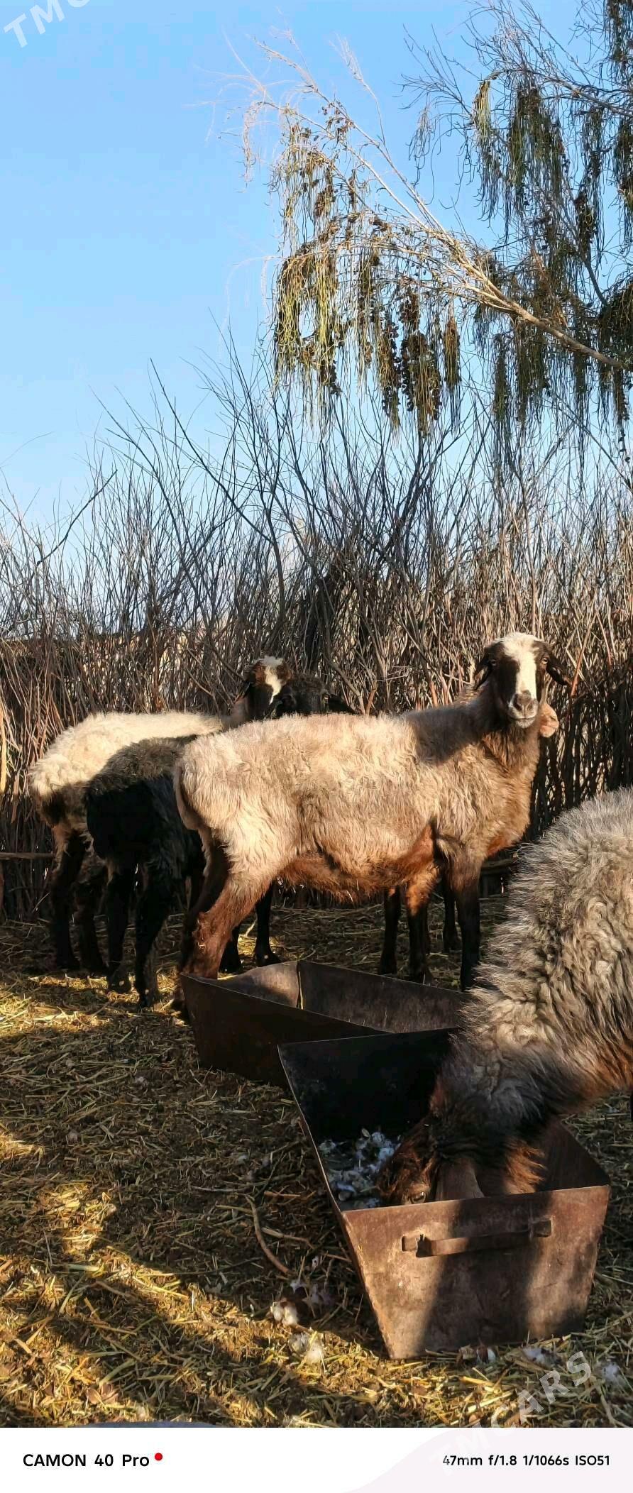 Goyun - Бабадайхан - img 3