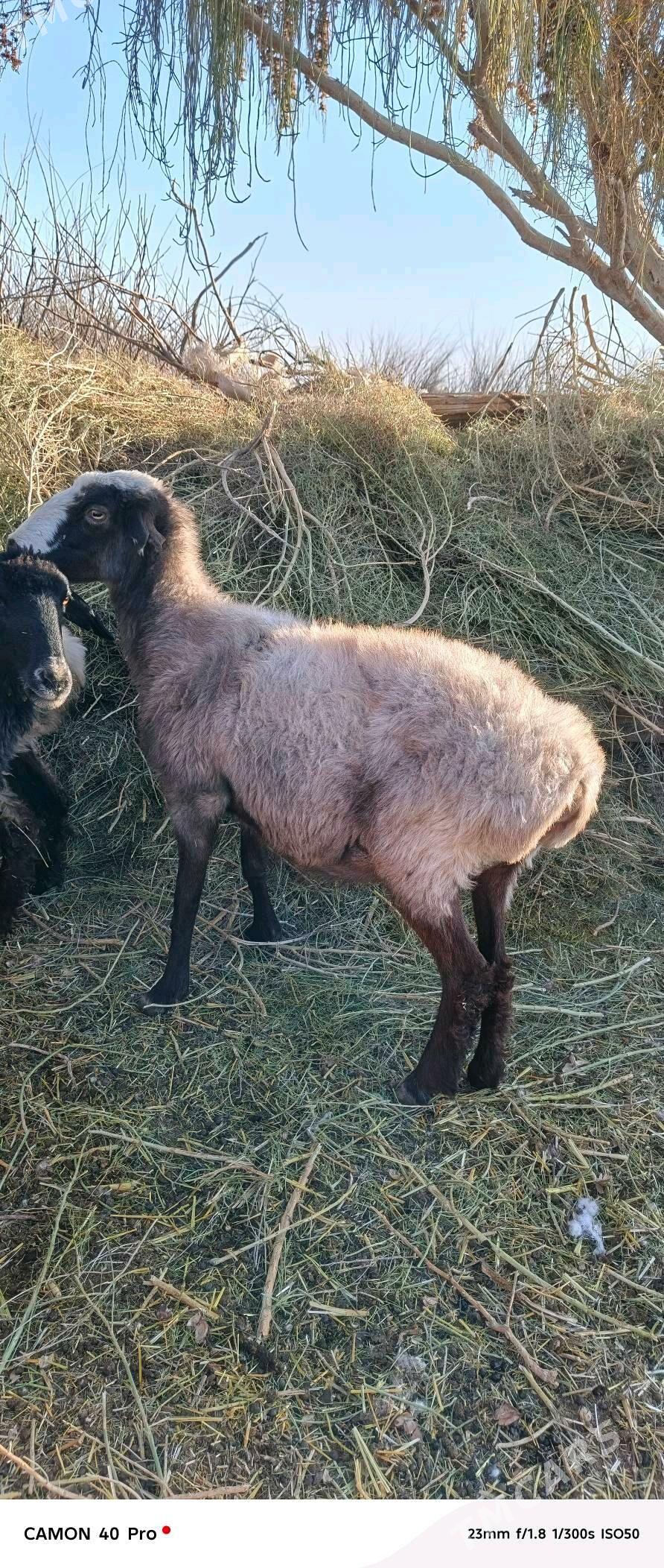 Goyun - Бабадайхан - img 2