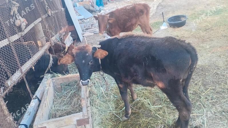 okuz - Мары - img 2