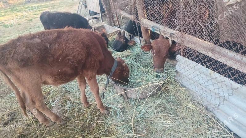 okuz - Мары - img 3