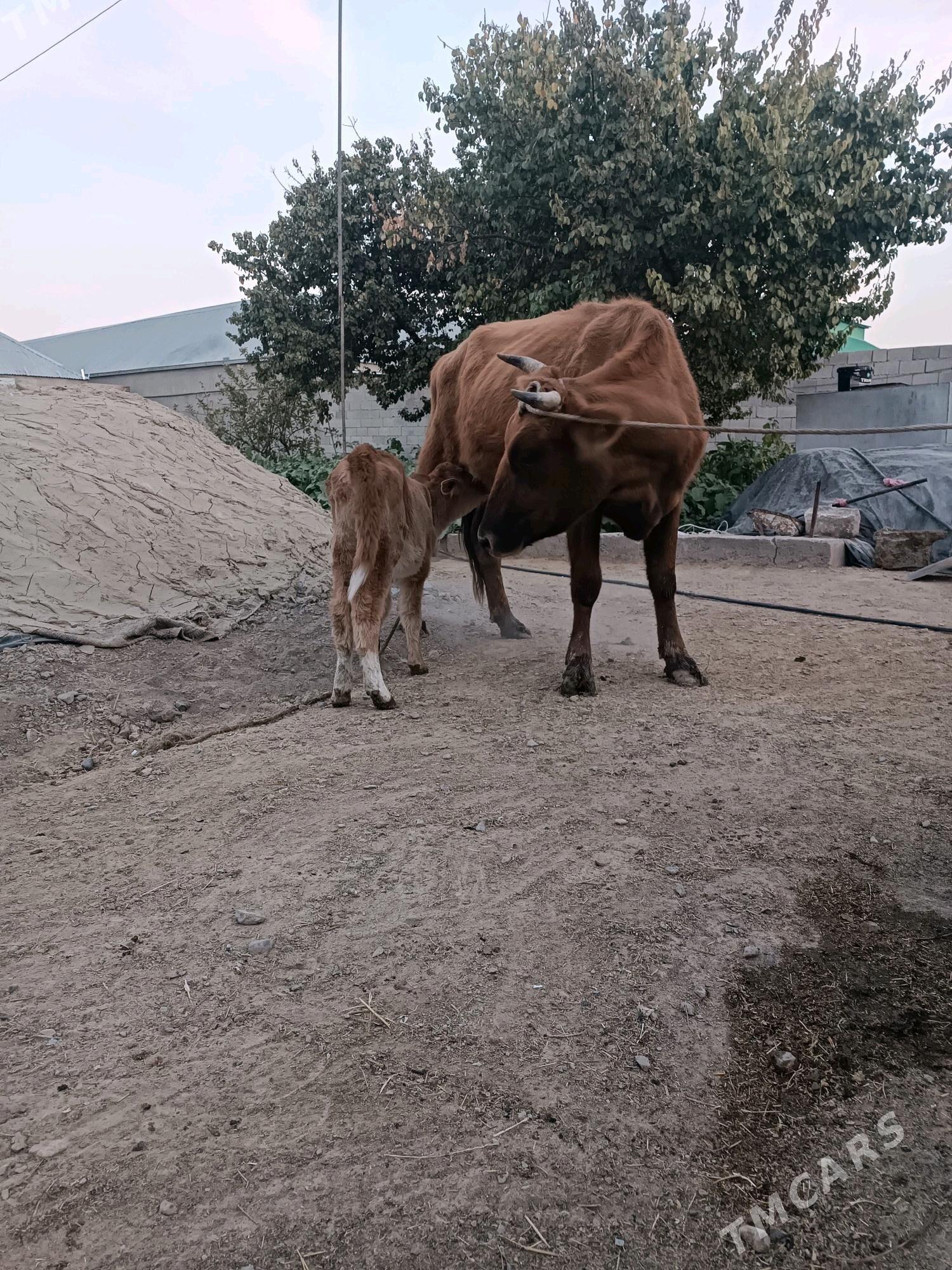 Goleli sygyr - Gökdepe - img 1