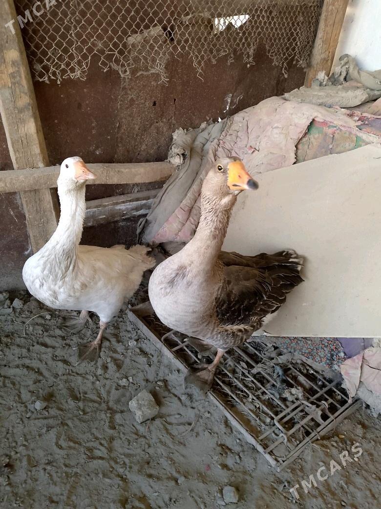 GUSS GUWA GAZ - Теджен - img 2