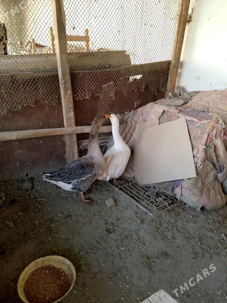 GUSS GUWA GAZ - Теджен - img 3