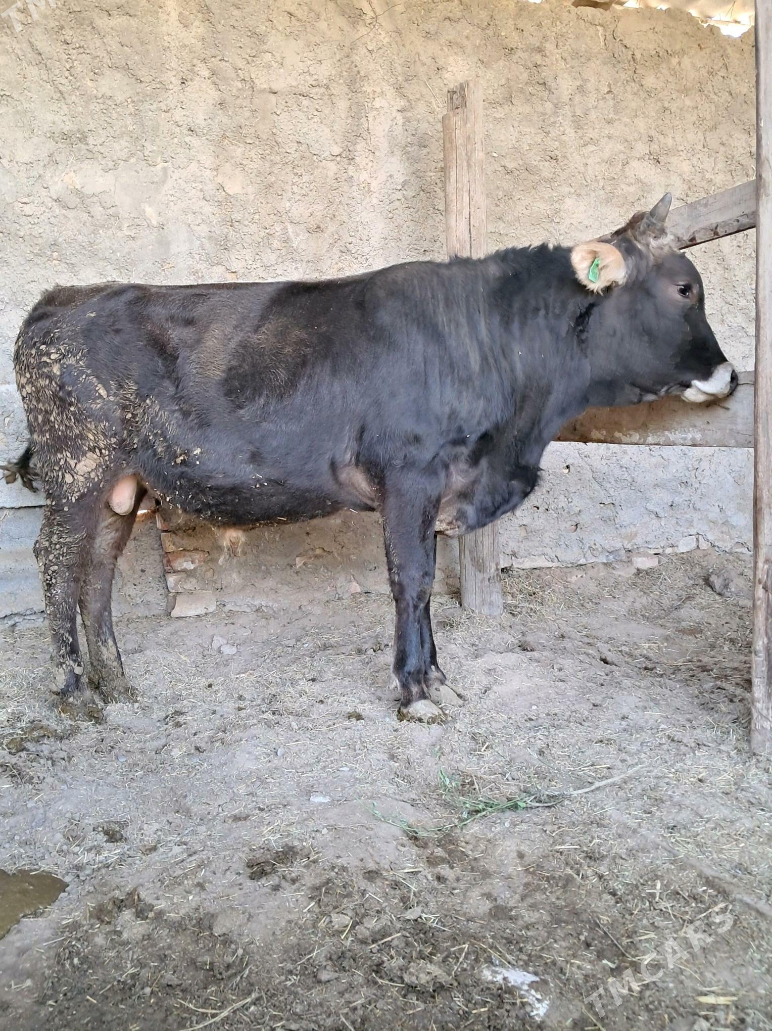 Öküz - Гёкдепе - img 2