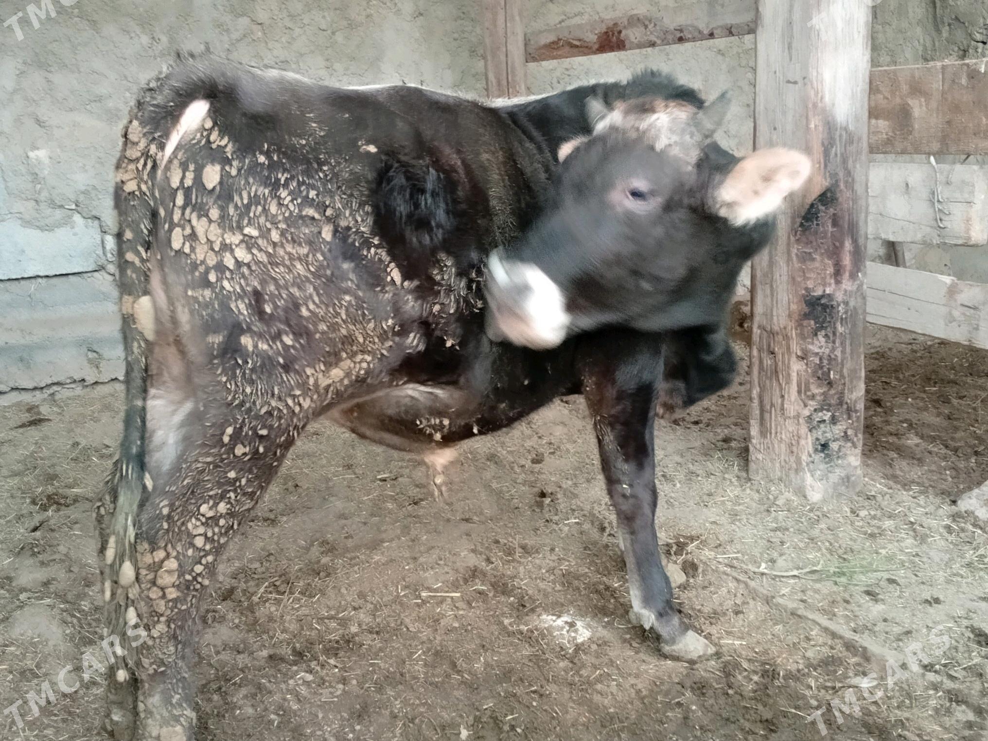 Öküz - Гёкдепе - img 3