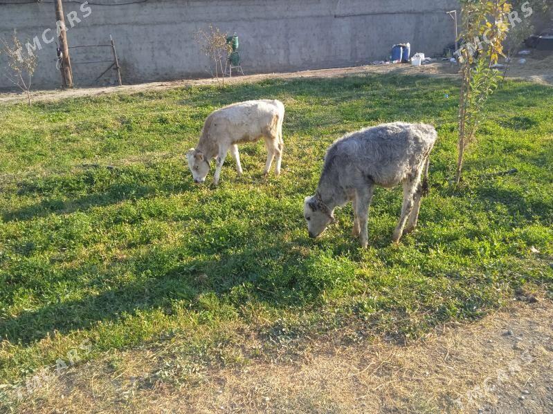 2 okuz - Гёкдепе - img 2