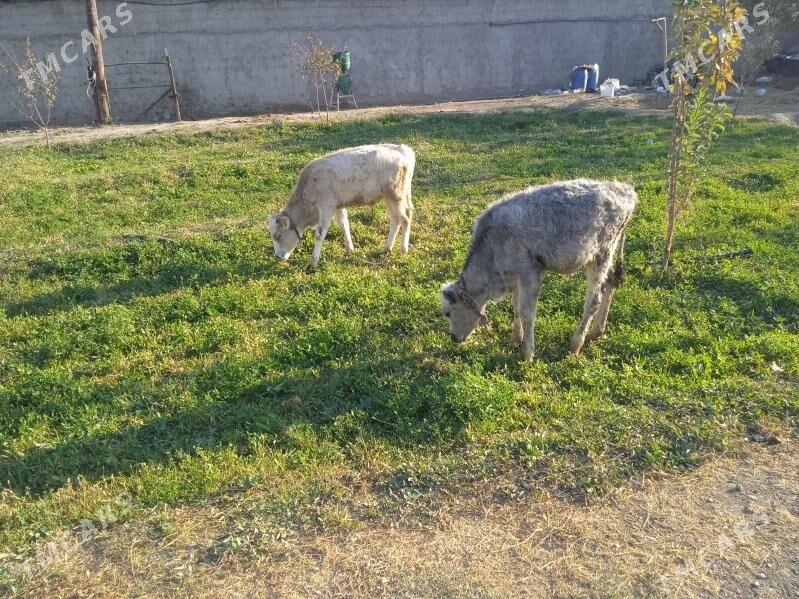 2 okuz - Гёкдепе - img 1
