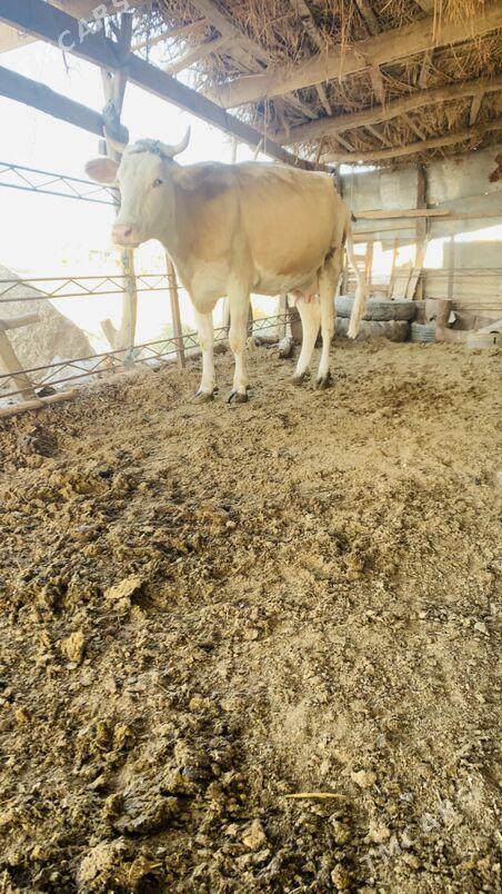 afistraliski - Саят - img 5