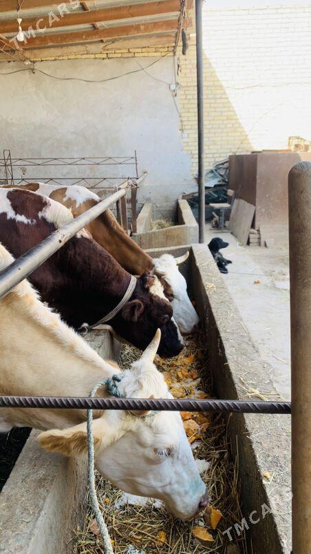 afistraliski - Саят - img 8