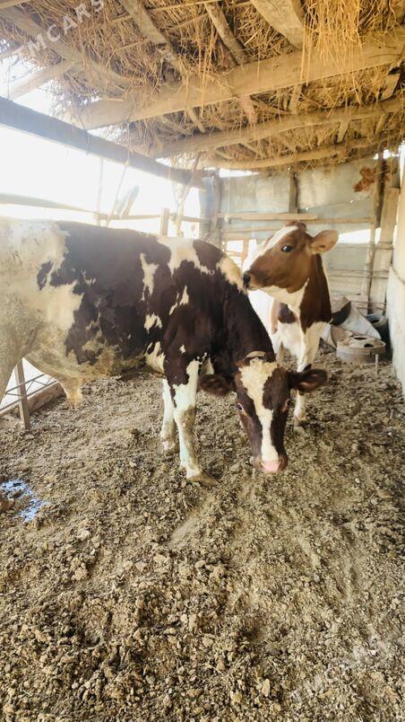 afistraliski - Саят - img 2