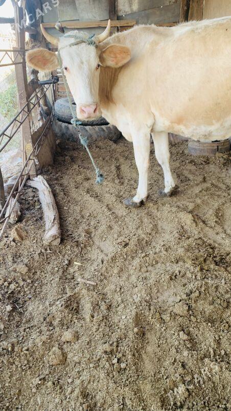 afistraliski - Саят - img 6