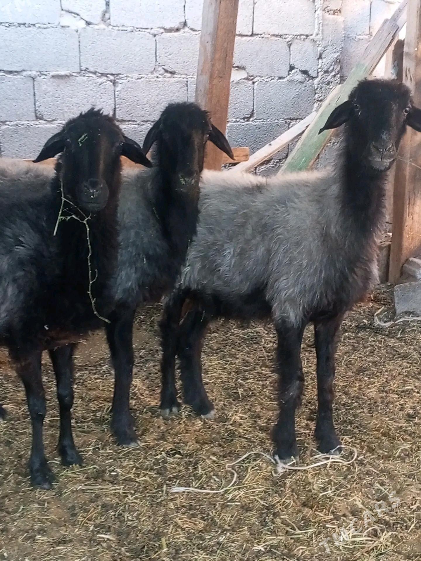 tokly issek - Hitrowka - img 2