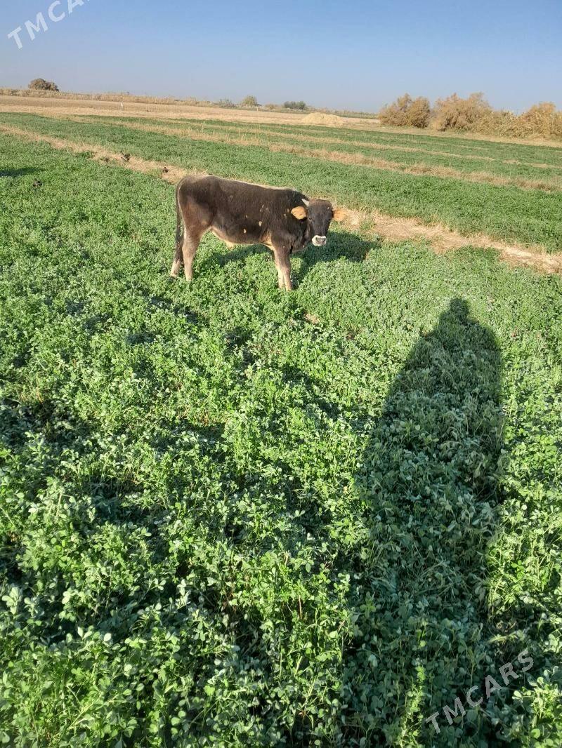 Oküz - Байрамали - img 2