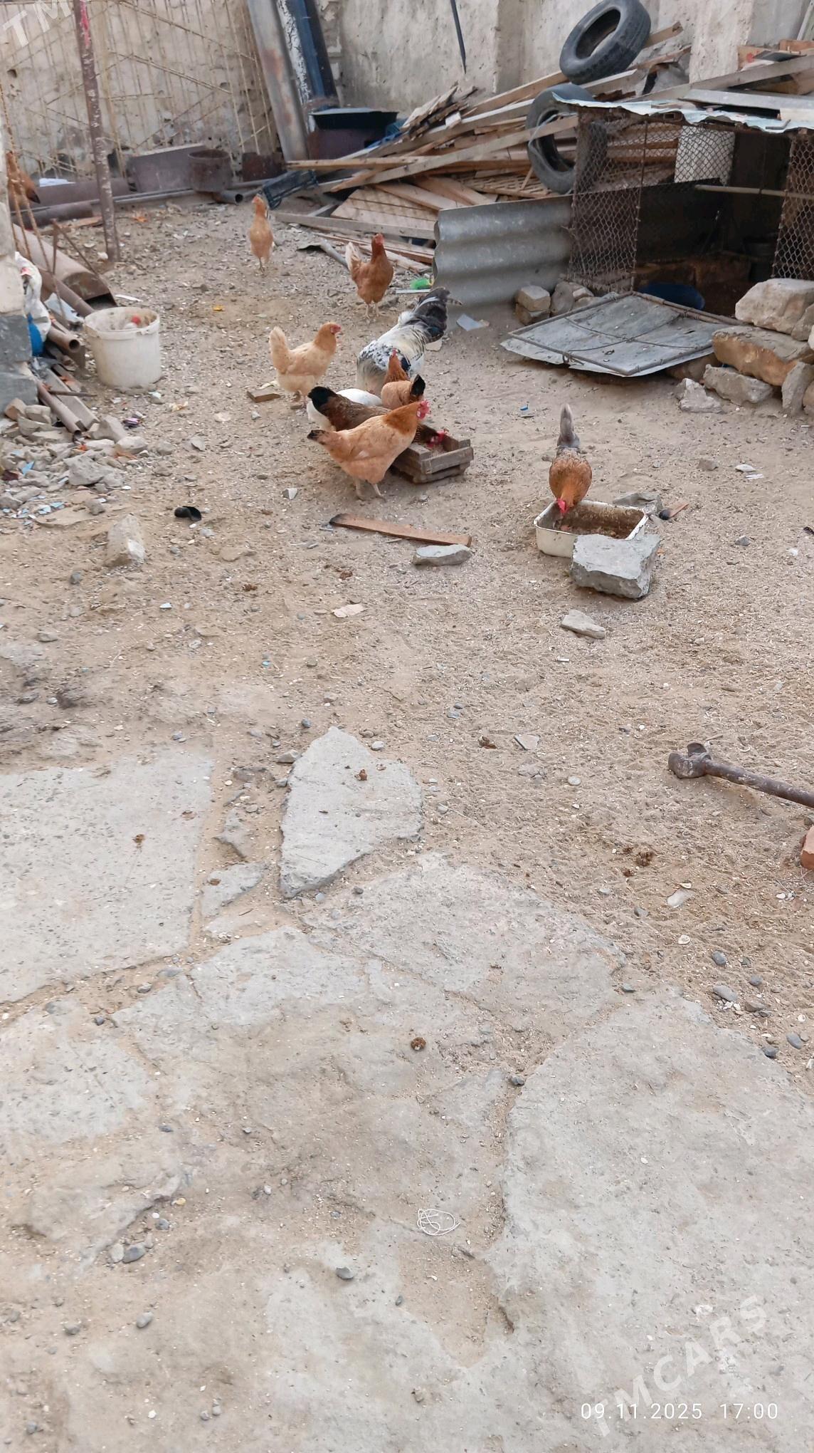 towuk - Garabogaz - img 2