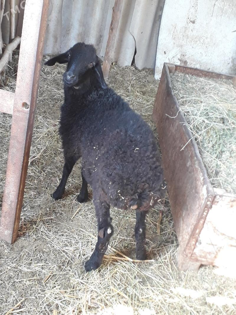 goc - Ходжамбаз - img 2