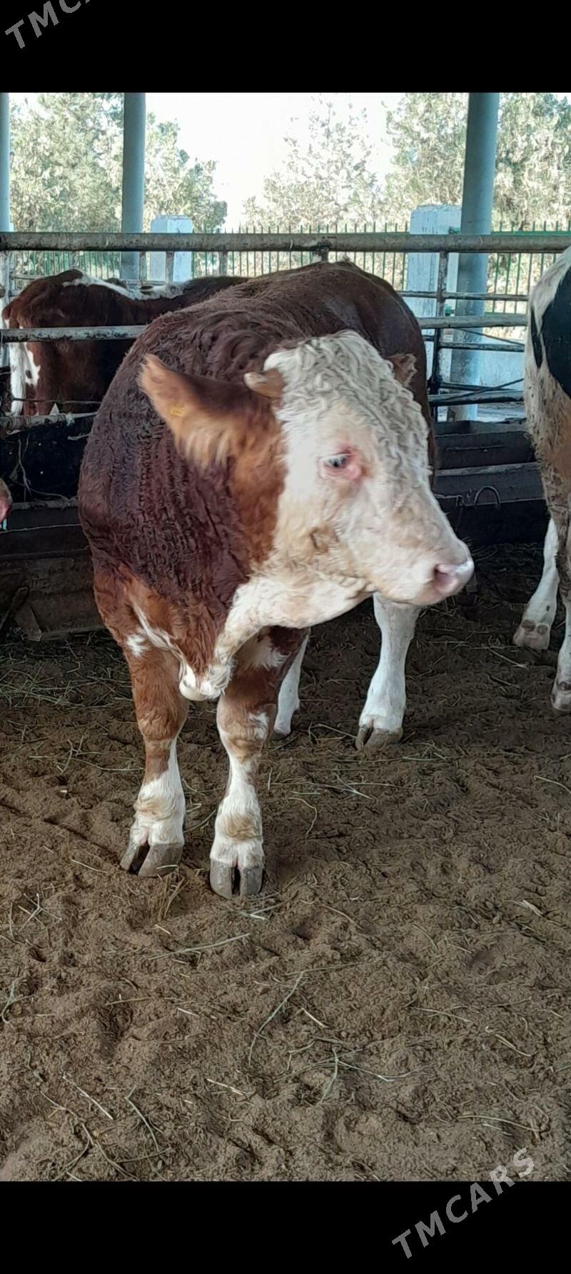 Simental Öküz - Анев - img 3