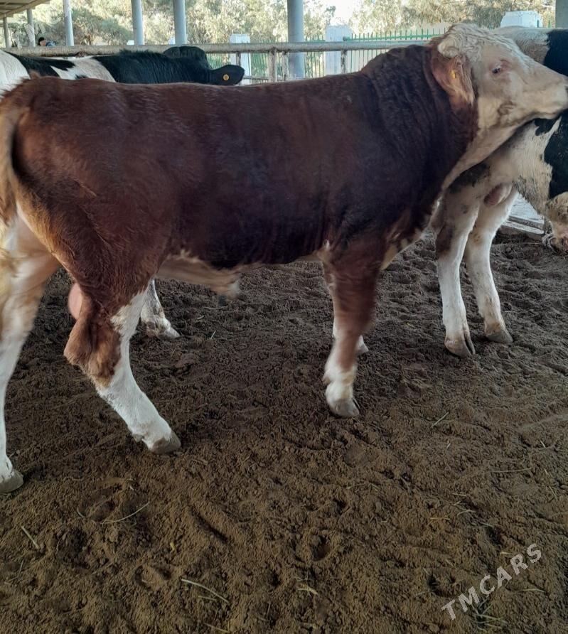 Simental Öküz - Анев - img 2