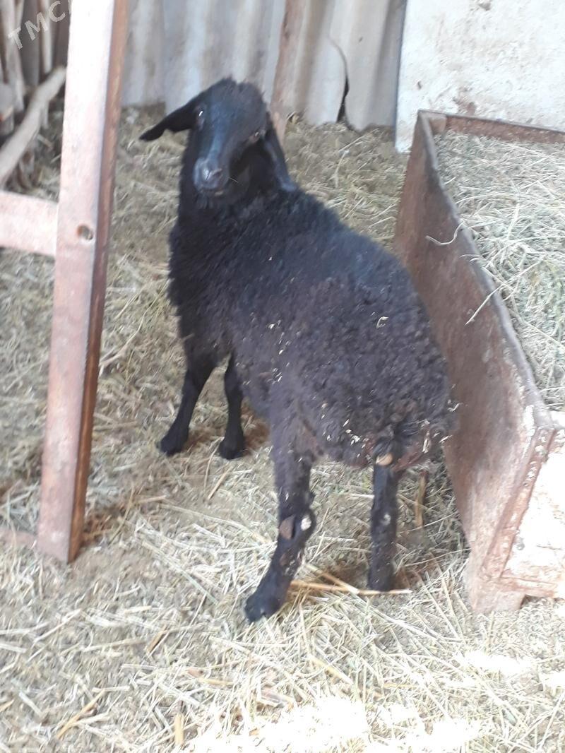 goc - Ходжамбаз - img 3