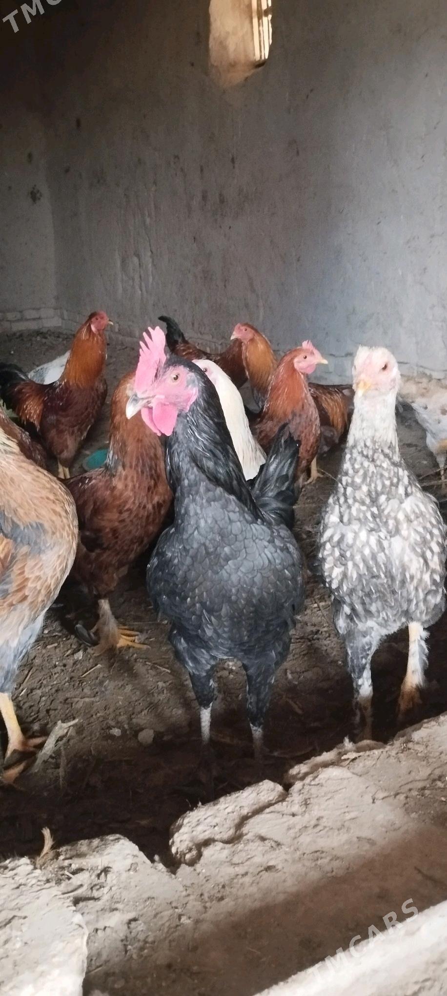 horaz - Гороглы (Тагта) - img 3