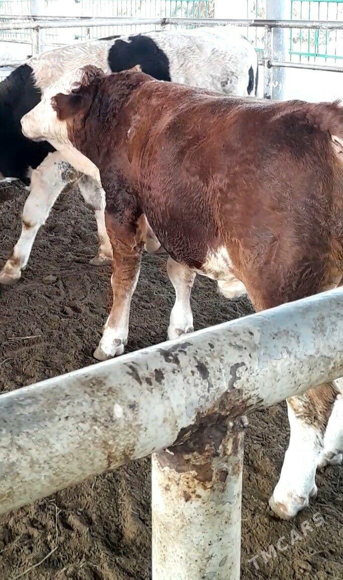 Simental Öküz - Анев - img 4