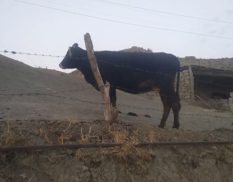 Sygyr - Махтумкули - img 2