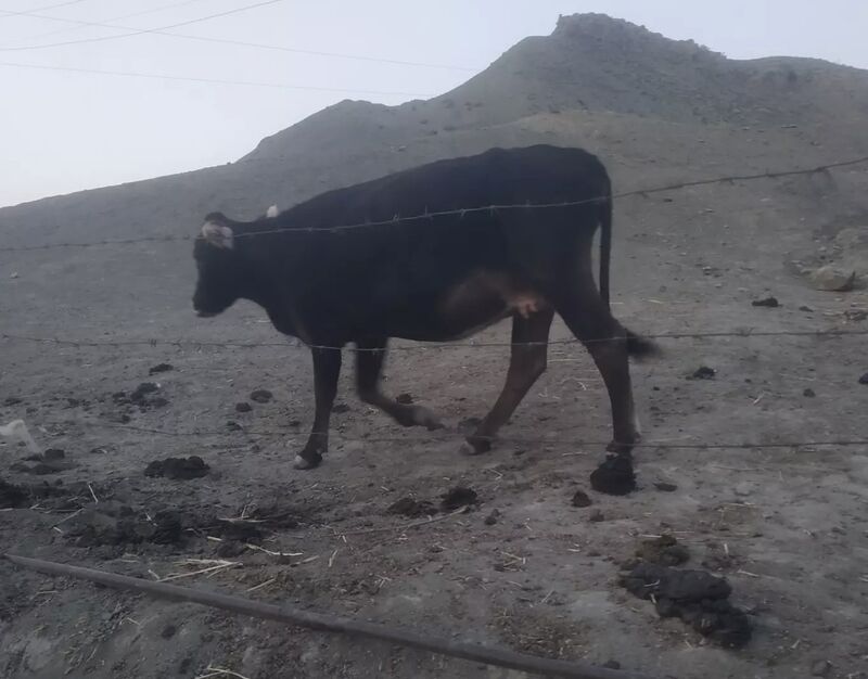 Sygyr - Махтумкули - img 3