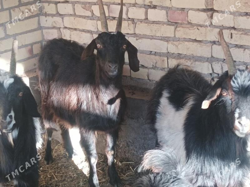 geci - Дянев - img 5