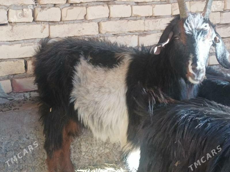 geci - Дянев - img 3