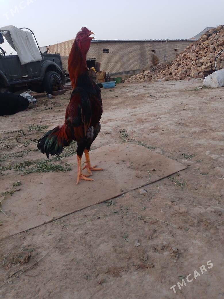 bayes horaz - Mary - img 2