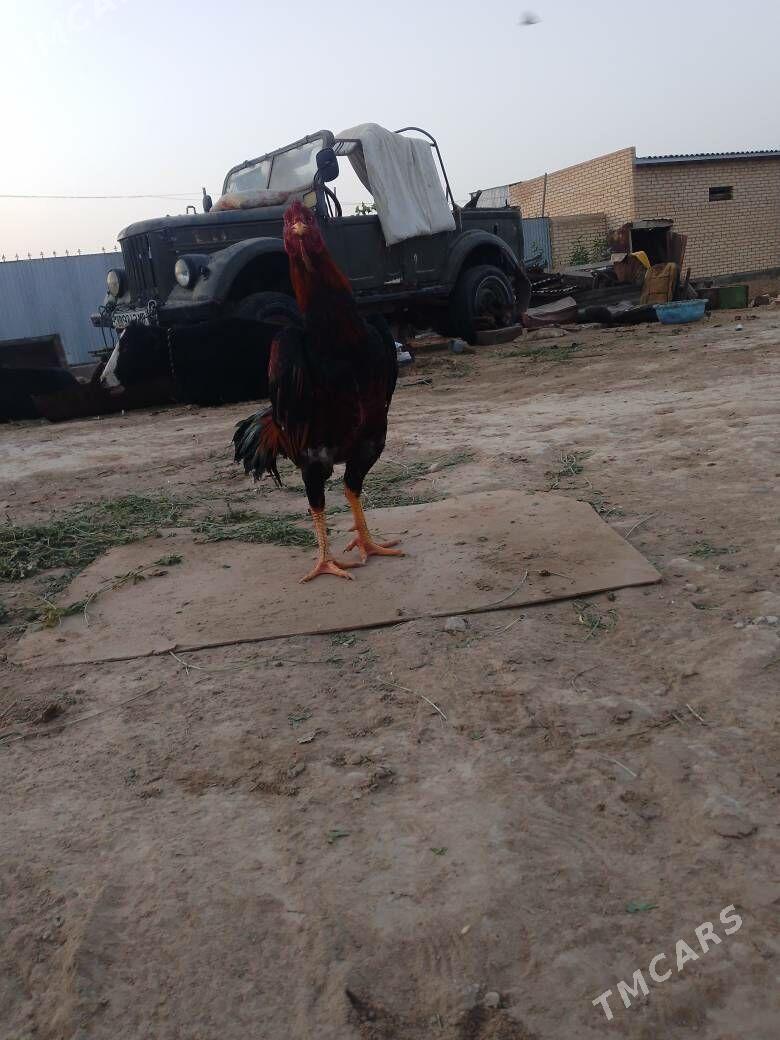 bayes horaz - Mary - img 3