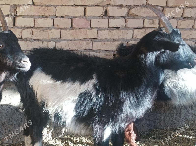 geci - Дянев - img 4