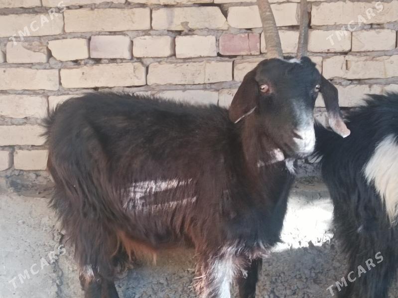 geci - Дянев - img 2