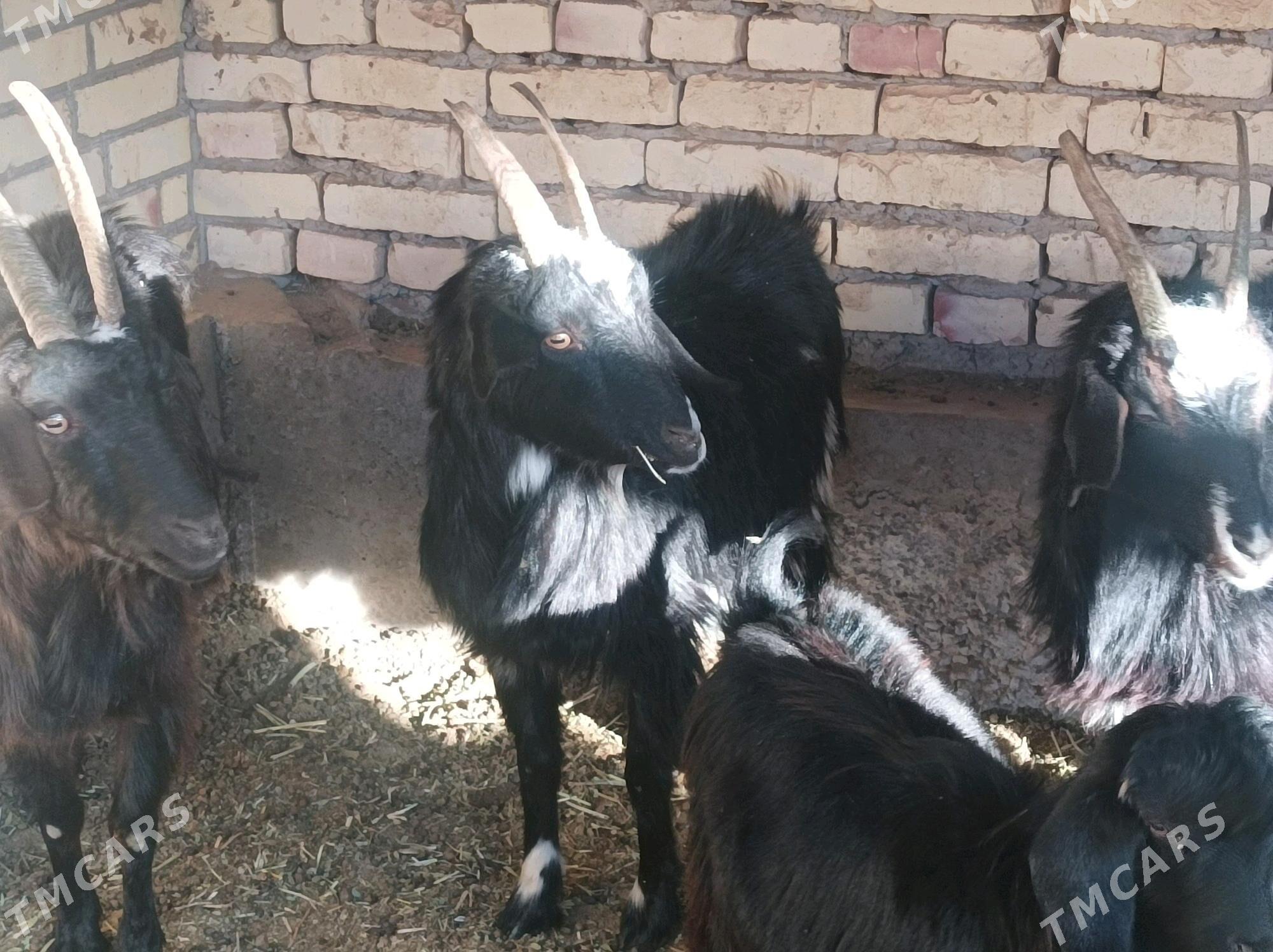 geci - Дянев - img 6