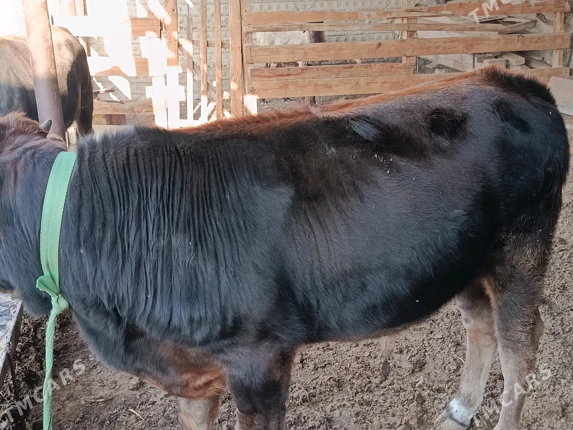 öküzöküz - Esenguly - img 4