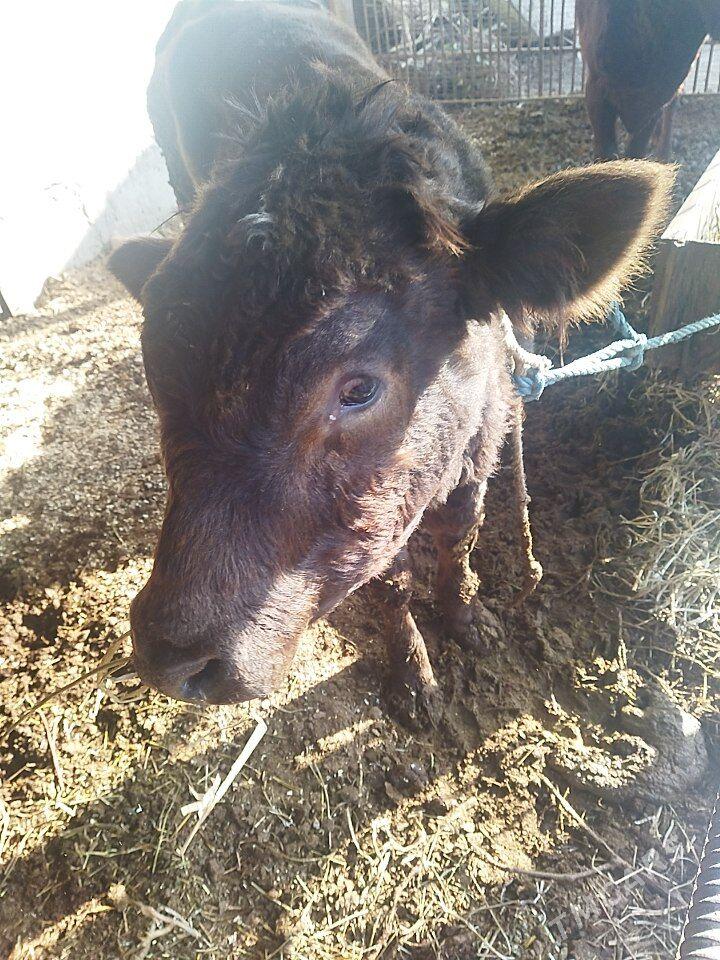 simental - Туркменабат - img 2