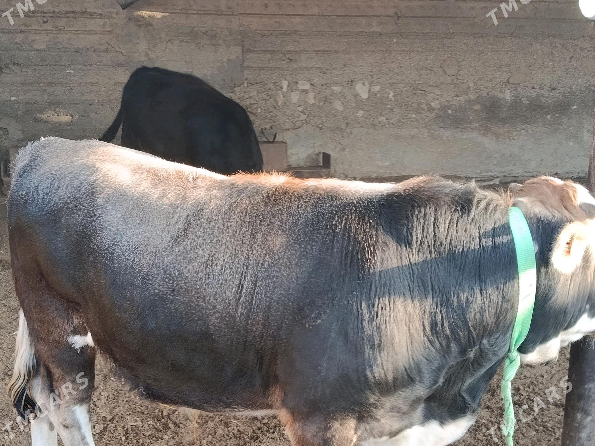 öküzöküz - Esenguly - img 3