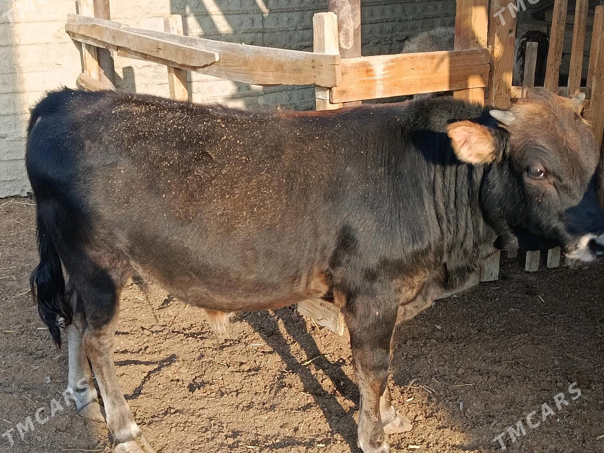 öküzöküz - Esenguly - img 5