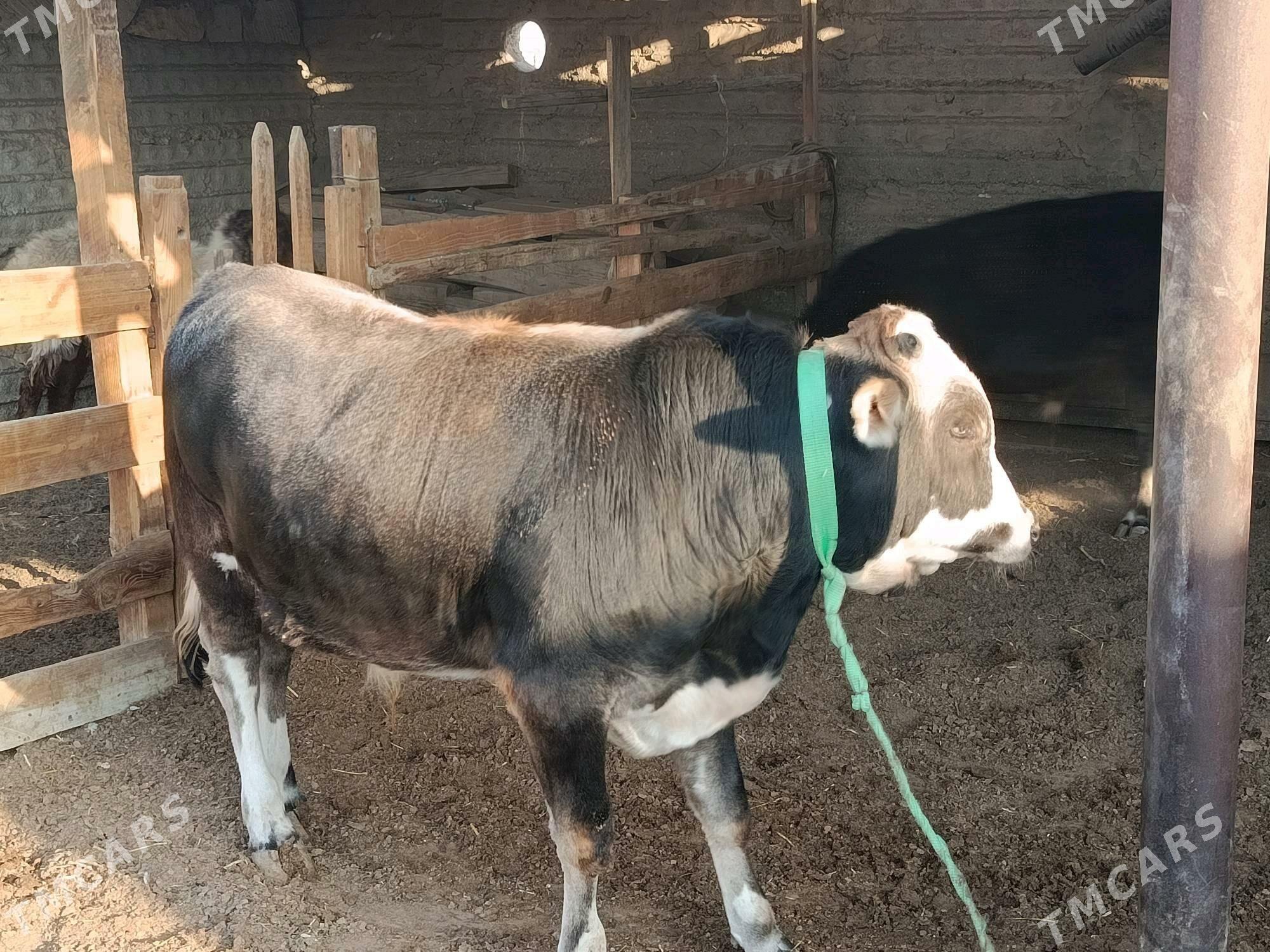 öküzöküz - Esenguly - img 2