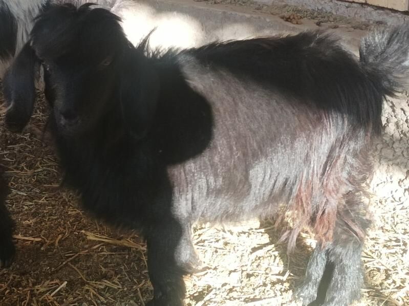 owlak - Дянев - img 2