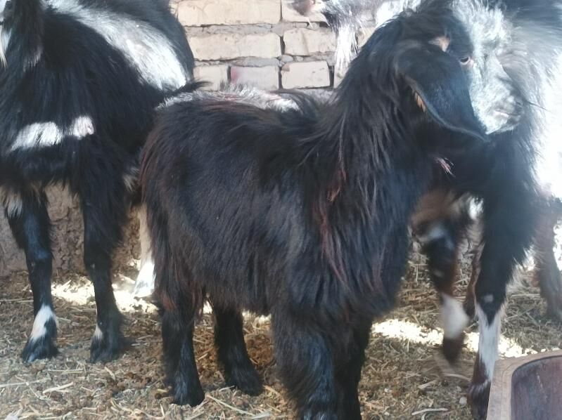 owlak - Дянев - img 3