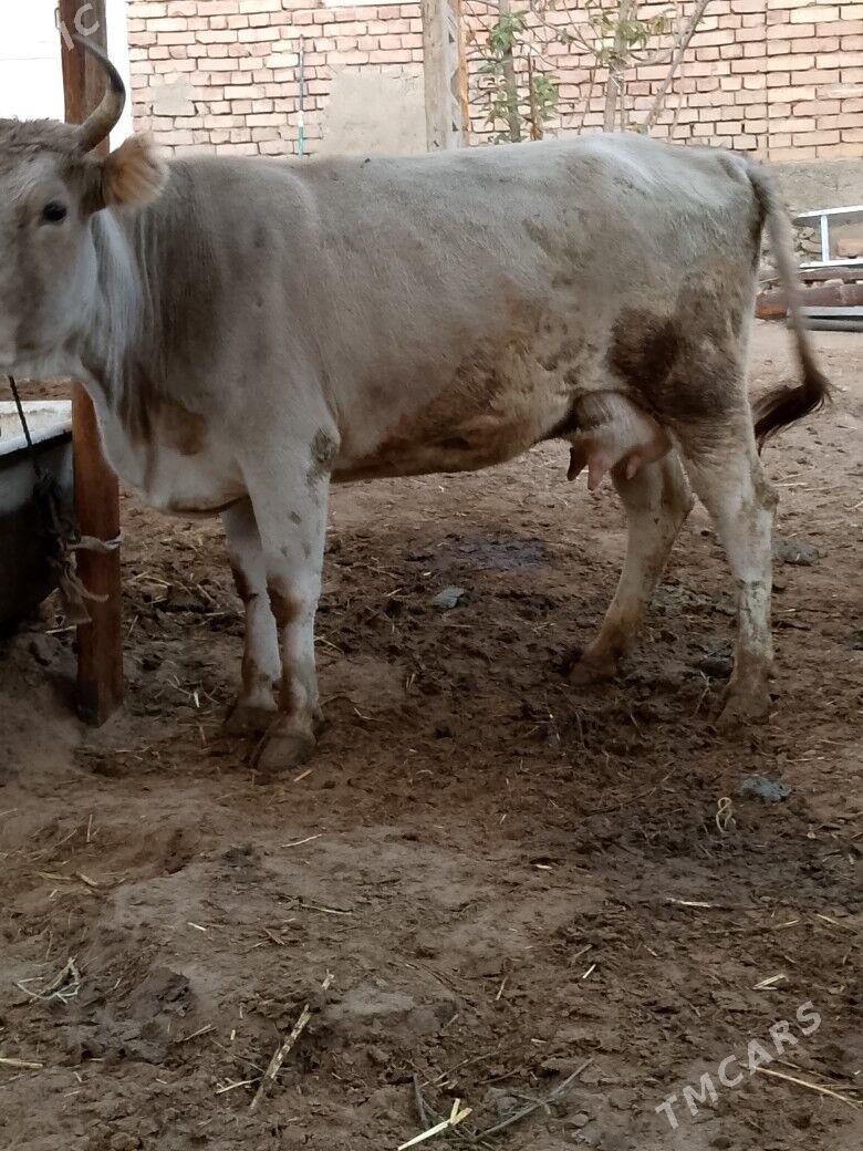 Göleli sygyr - Чоганлы - img 2